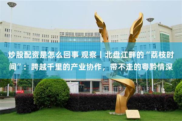 炒股配资是怎么回事 观察丨北盘江畔的“荔枝时间”：跨越千里的产业协作，带不走的粤黔情深